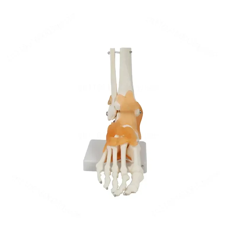 Shoulder Elbow Hand Hip Knee Foot Joint Model Flexible Movable Bone Anatomy Teaching Aid Medical Student Study Tool