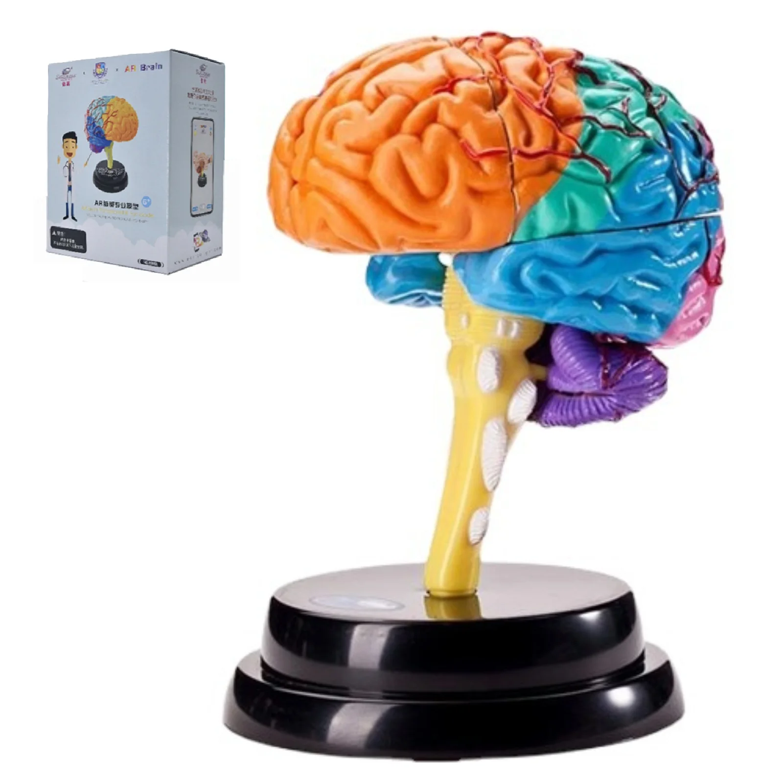 

Brain Model Kit: 9-Piece Simulated Brain with Interactive Split Design for Hands-On Learning - AR-Enhanced 3D Anatomy Discovery