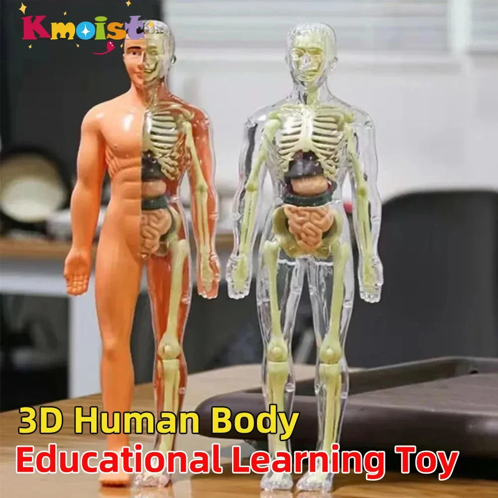 3D Human Body Torso Model For Kid Anatomy Model Skeleton Model DIY Organ Assembly Educational Learning Toy Teaching Tool Toys