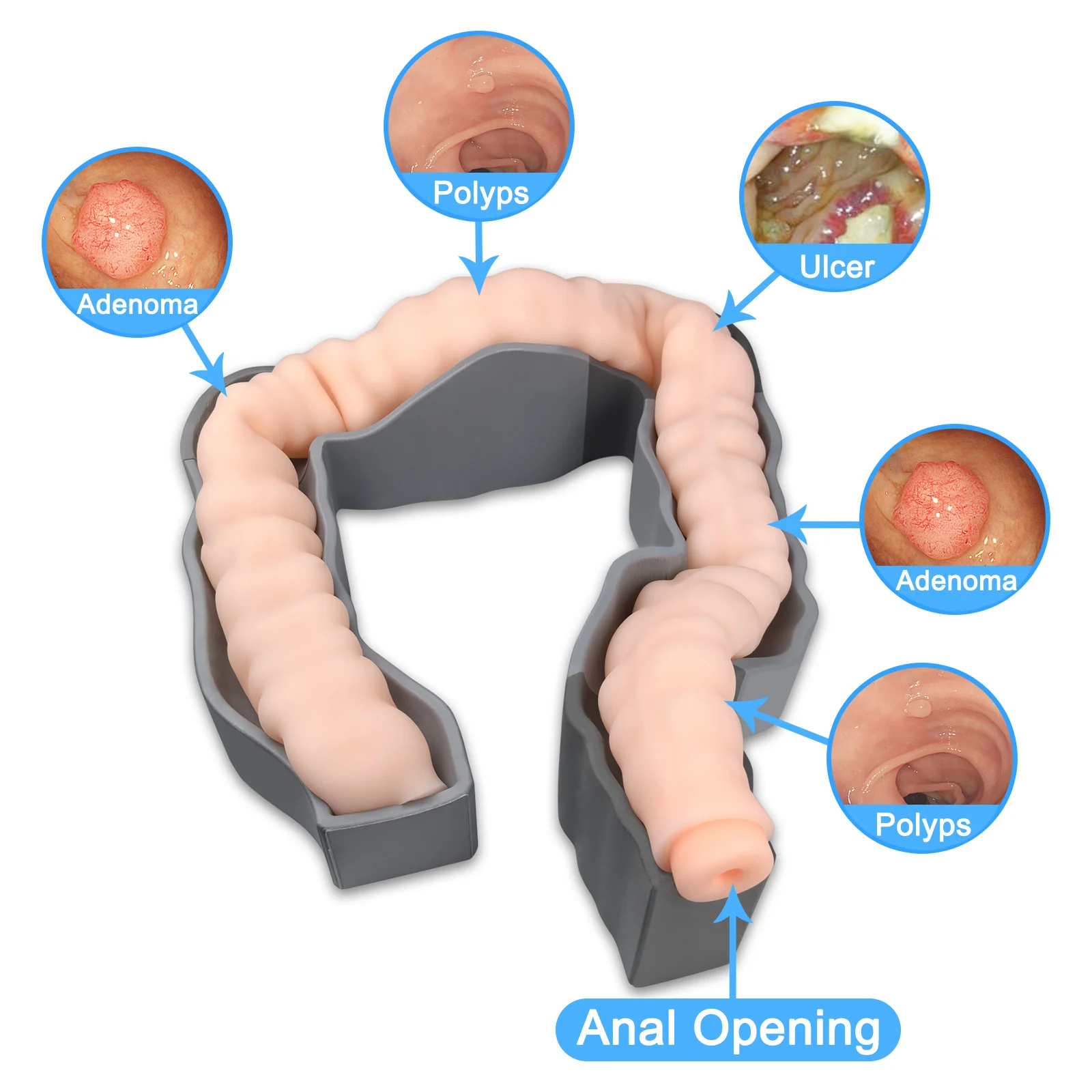 

Модель колонокопии, Симулятор эндоскопии, Медицинская имитационная модель для колонокопии, Симулятор полипоэктомии Симулятор колонокопии