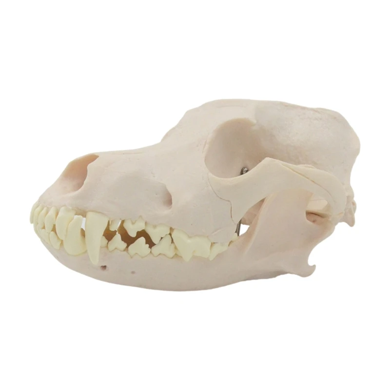 L74B Dog Skull Anatomy Model Dog Head Skeleton Model Realistic Anatomical Dog Head Bone Model for Veterinary Education