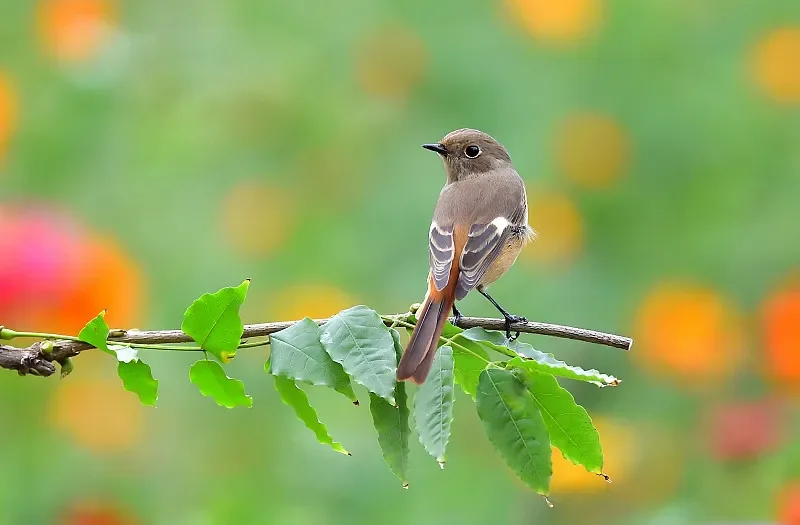 

SKYZONE SteadyView V3.3 5.8GHz Receiver - High Sensitivity for FPV Goggles