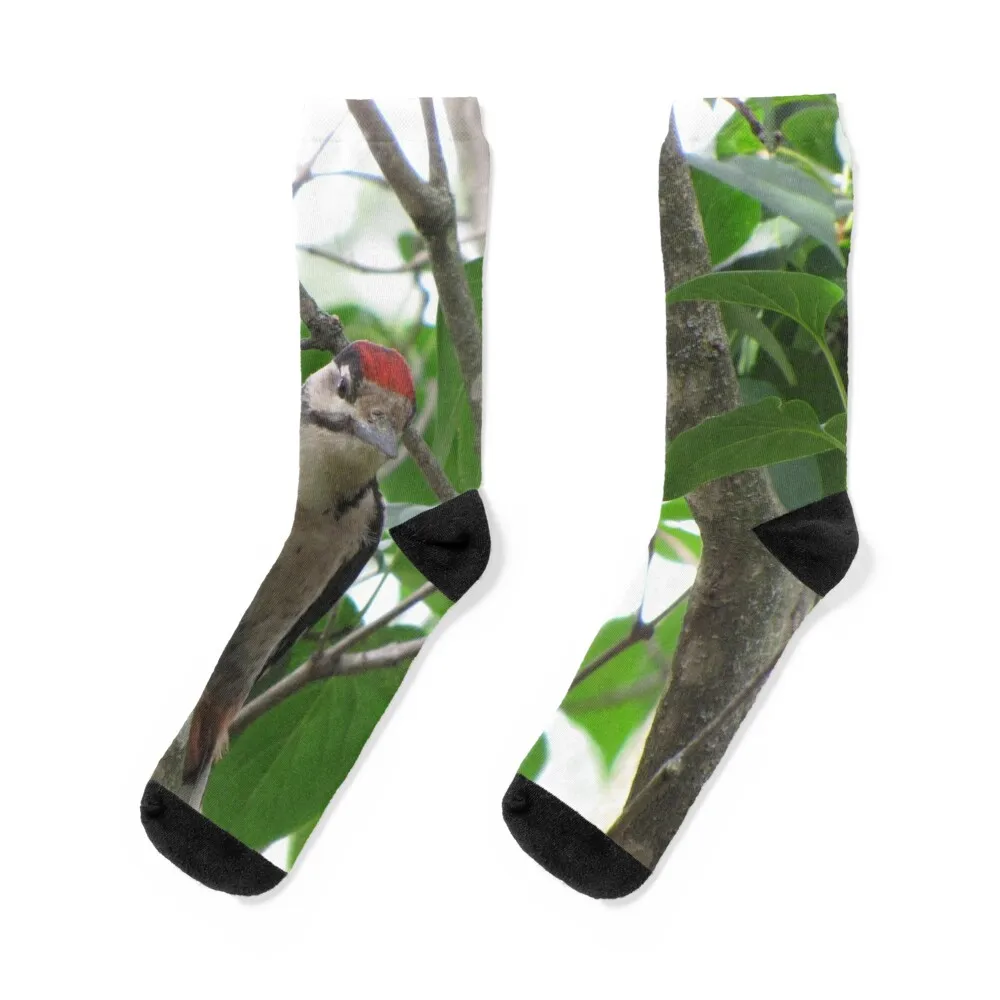 

Woodpecker Socks fashionable custom new in's heated Socks For Women Men's