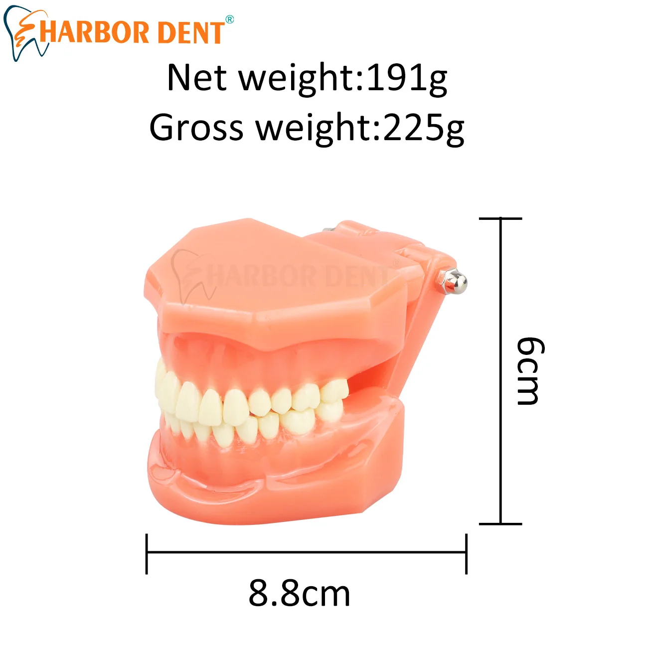 

Dental Orthodontic Teeth Model For Dentist Practice Teeth Implant Restoration Bridge Teaching Dentistry Demo Studying Materials
