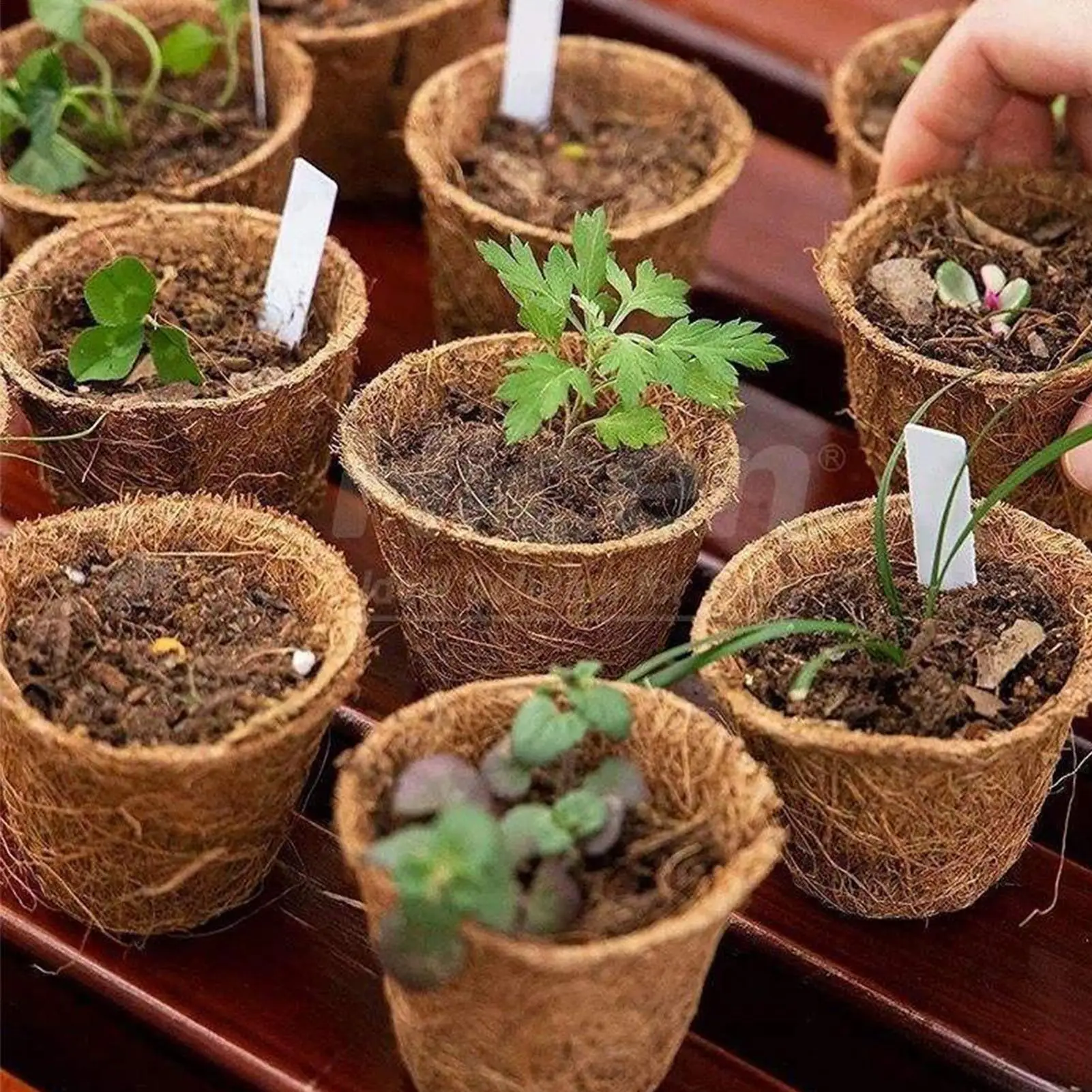 

Seedling Pots 10 Pieces Coco Coir Compostable Organic Seedling Cups Growing Pot For Garden Greenhouse Courtyard Balcony