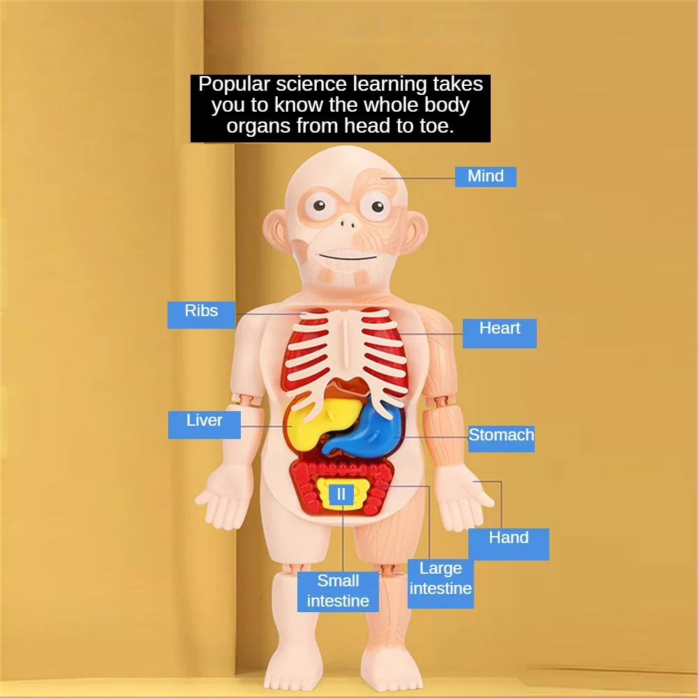 Human Body Assembly 3D Puzzle Anatomy Model Teaching Process Organ Assembled Toys Body Organ Education for Children