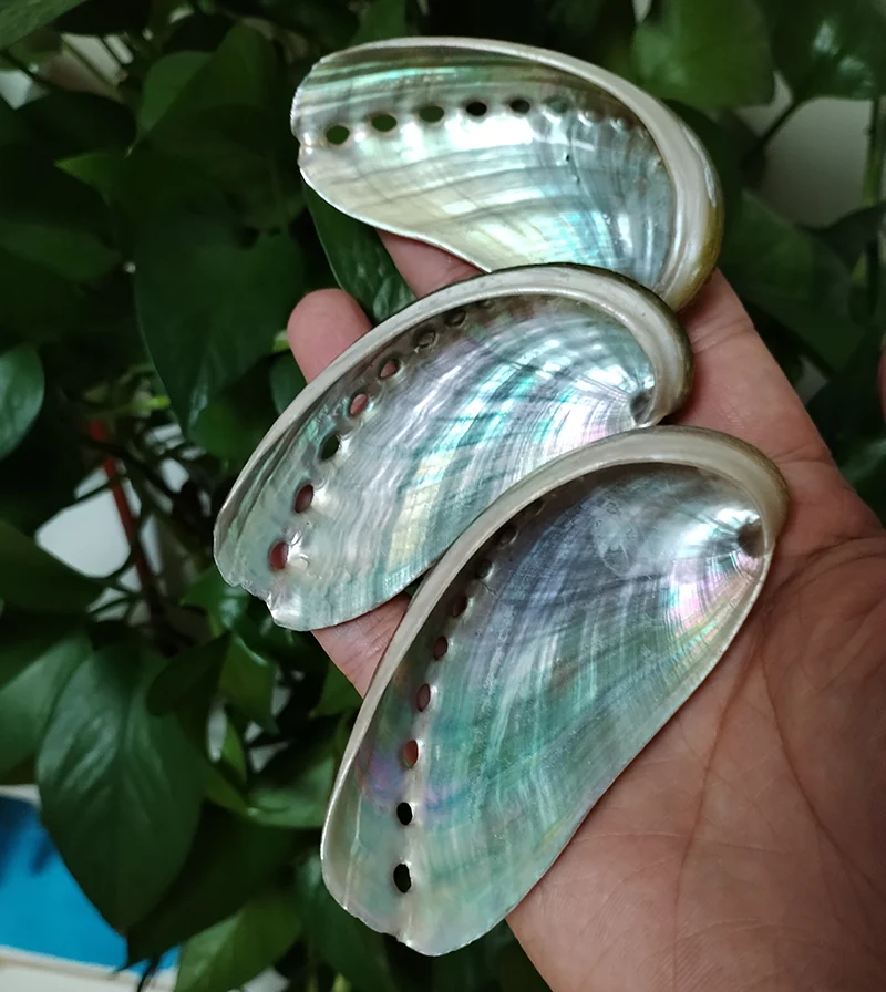 8 PCS Donkey Ear Abalone Shells Natural Haliotins Asinine Seashell for DIY Crafts, Arts and Home Decor (2 inches - 4 inches)