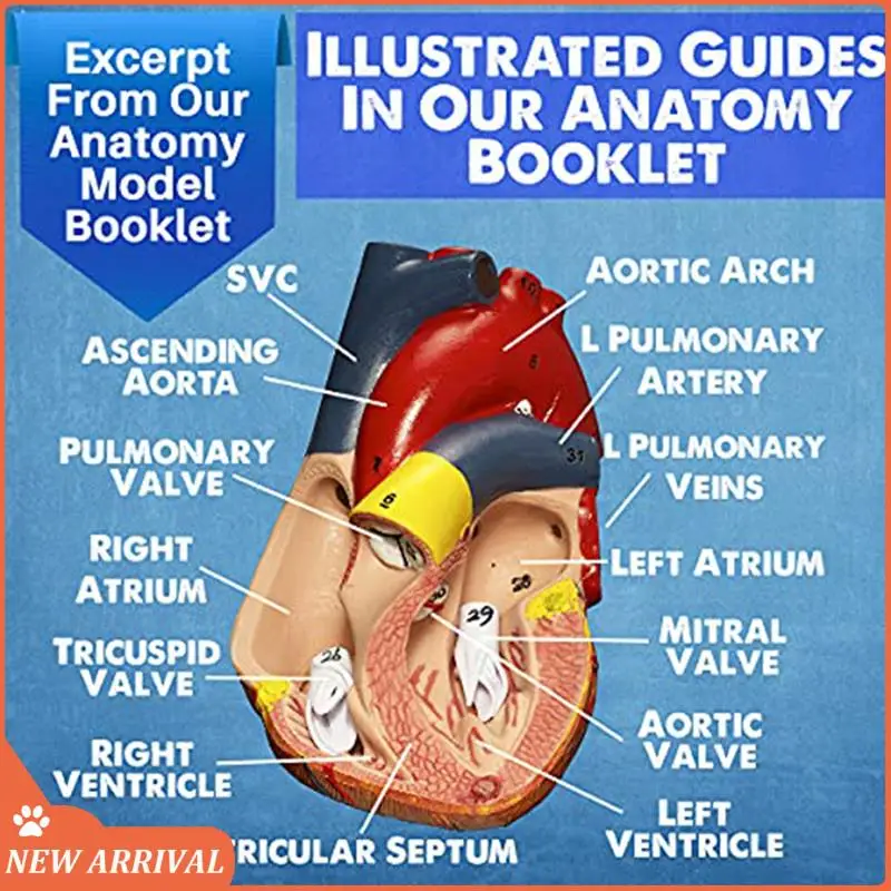 

Emption!Human Heart, Torso And Skeleton Model For Anatomy And Physiology Students As Shown PVC 3 Piece
