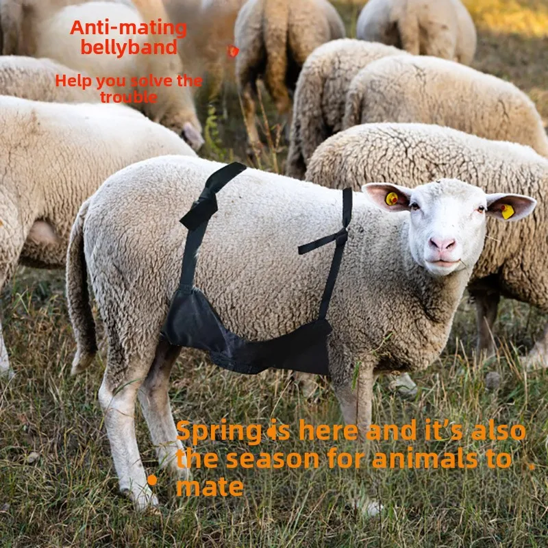 Sheep Belly, Breathable Mesh To Prevent Male Mating, Belly Intervention for Reproduction, Sheep Physiology, Livestock Supplies
