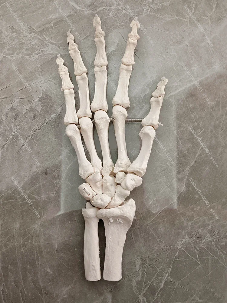 Dynamic Foot Hand Joint Model, Adult Hand Joint Function Model, Anatomy of Palm Wrist Bone, Flexible Movement Rehabilitation