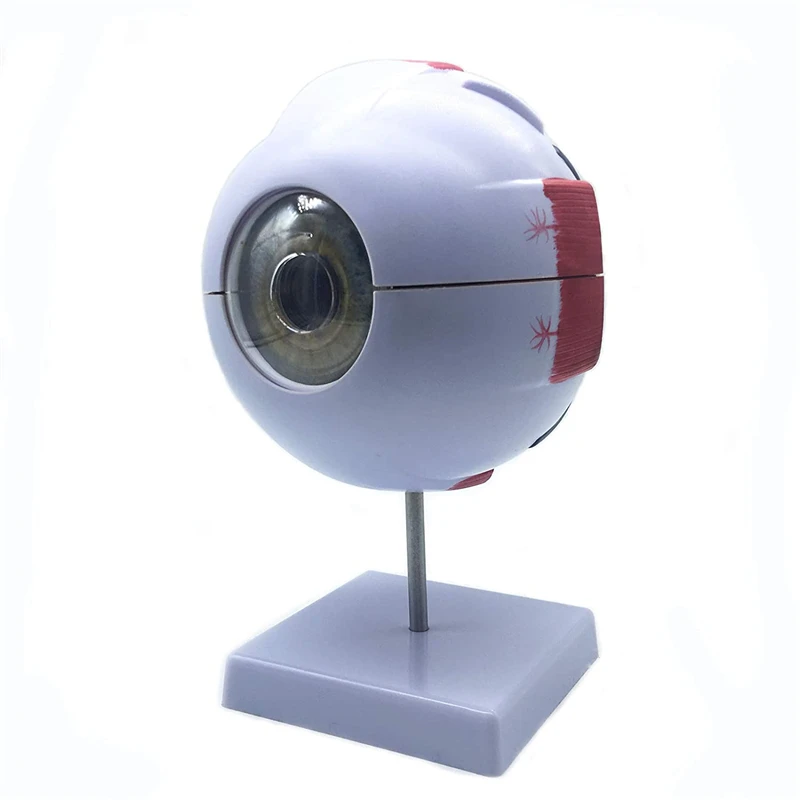 Human Eyeball Model Eye Magnification Model Eye Anatomy Model School Teacher Guides Human Eyeball Teaching Model Medicine