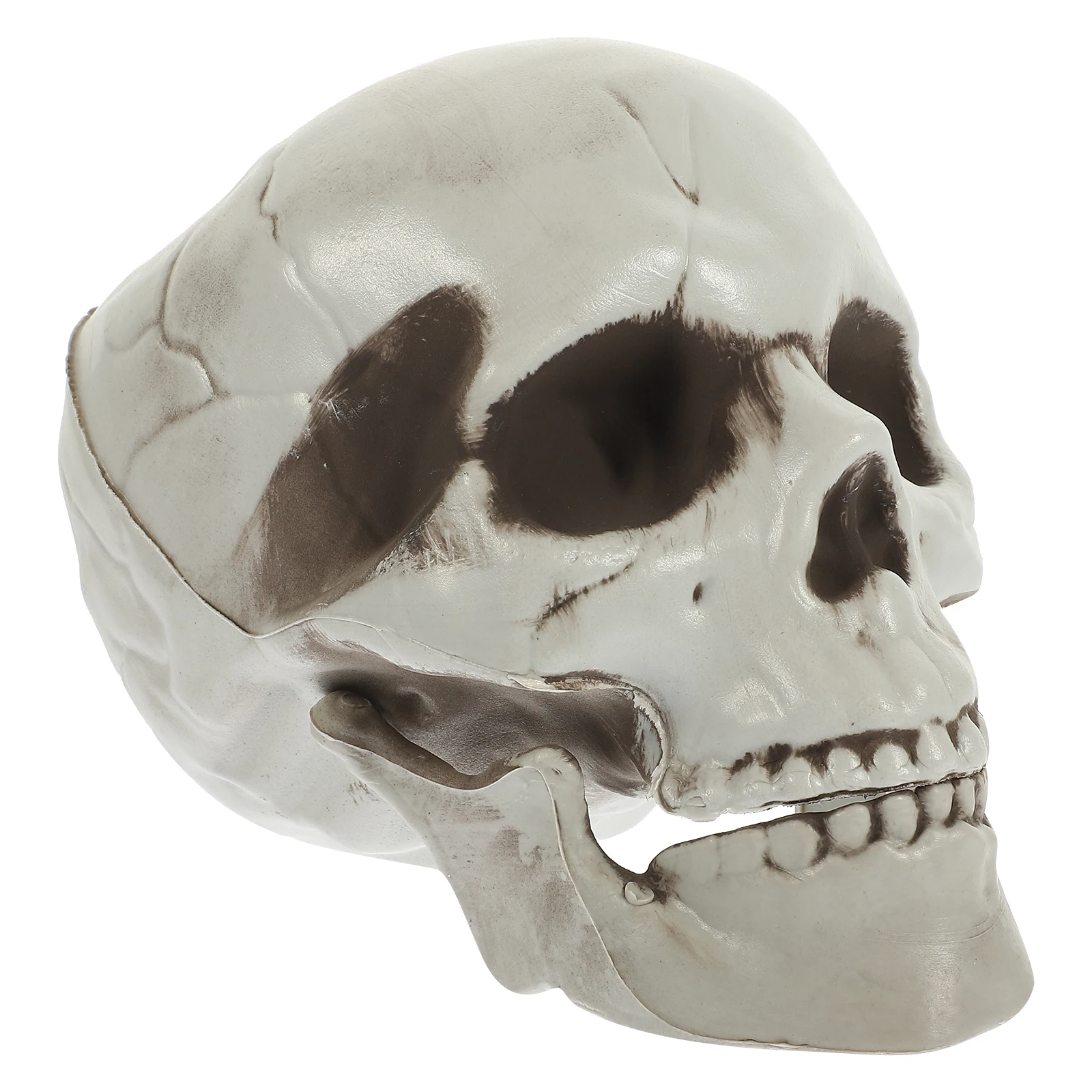 

Pe Material Skull Ornament Human Skull Decoration Realistic Haunted Halloween Party Prop Halloween Party Decoration