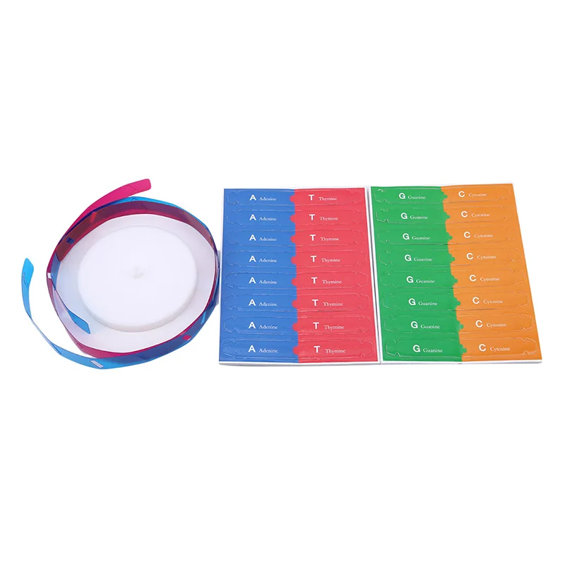 DNA Models Double Science Popularization Teaching Toy   DIY Human Genes Aids Science Special Tools For Kids Test Kit