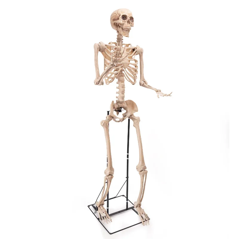 Halloween Skull Skeleton Day of the Dead Extra Large 2.2m Skeleton Decoration