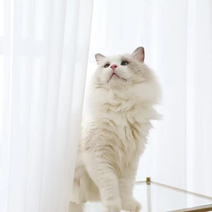 Weiße Vorhänge mit Tasche, Halbscheibenfensterbehandlungen, Heimdekoration, Gommet, Rute, Schlafzimmer, Wohnzimmer 8 Hauptverkäufe kleiner Vorhangraum - №2