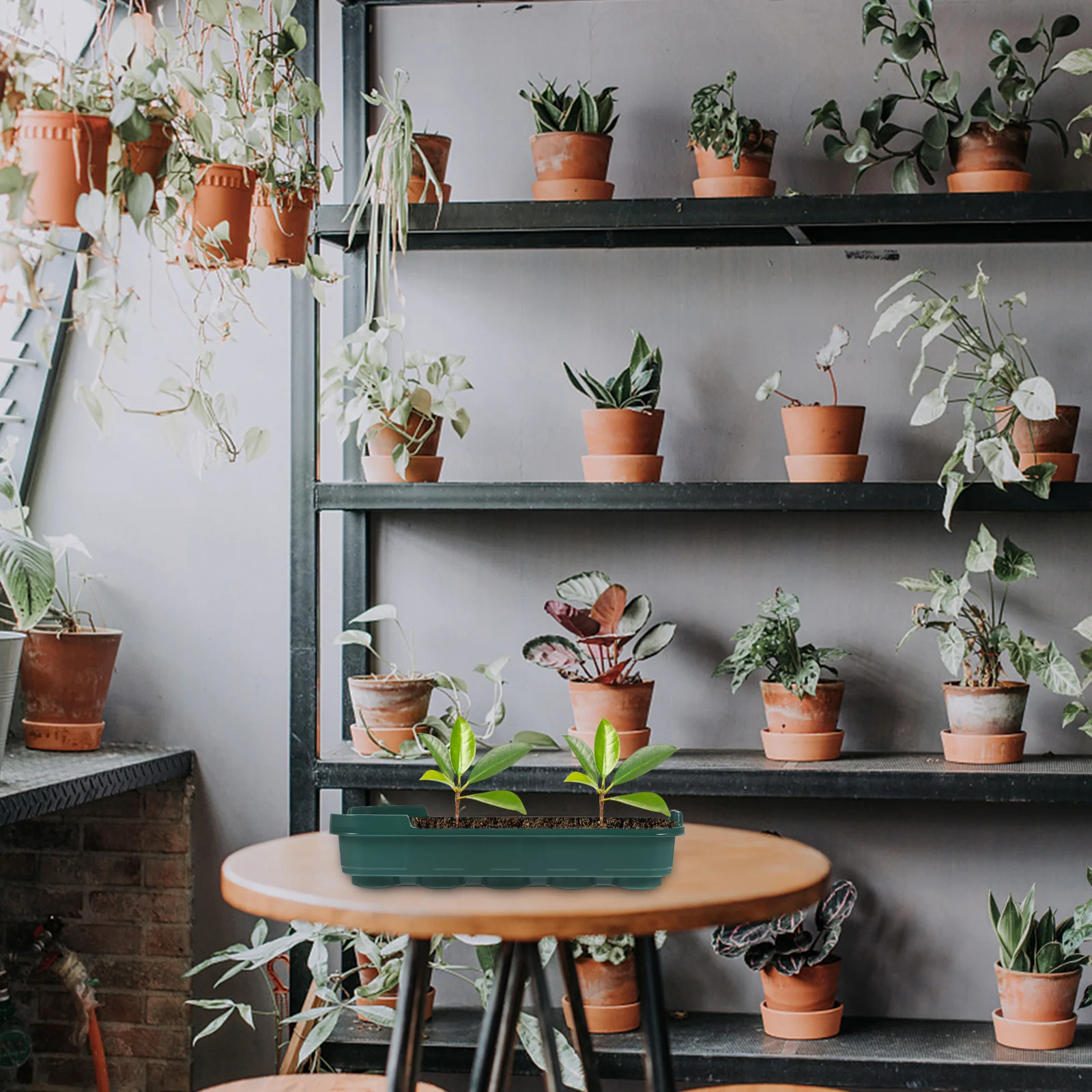 

5Pcs Seedling Tray Plastic Germination Box for Home Garden Starter Kit Warmth Retaining Clear Cover Vegetable Growing Support