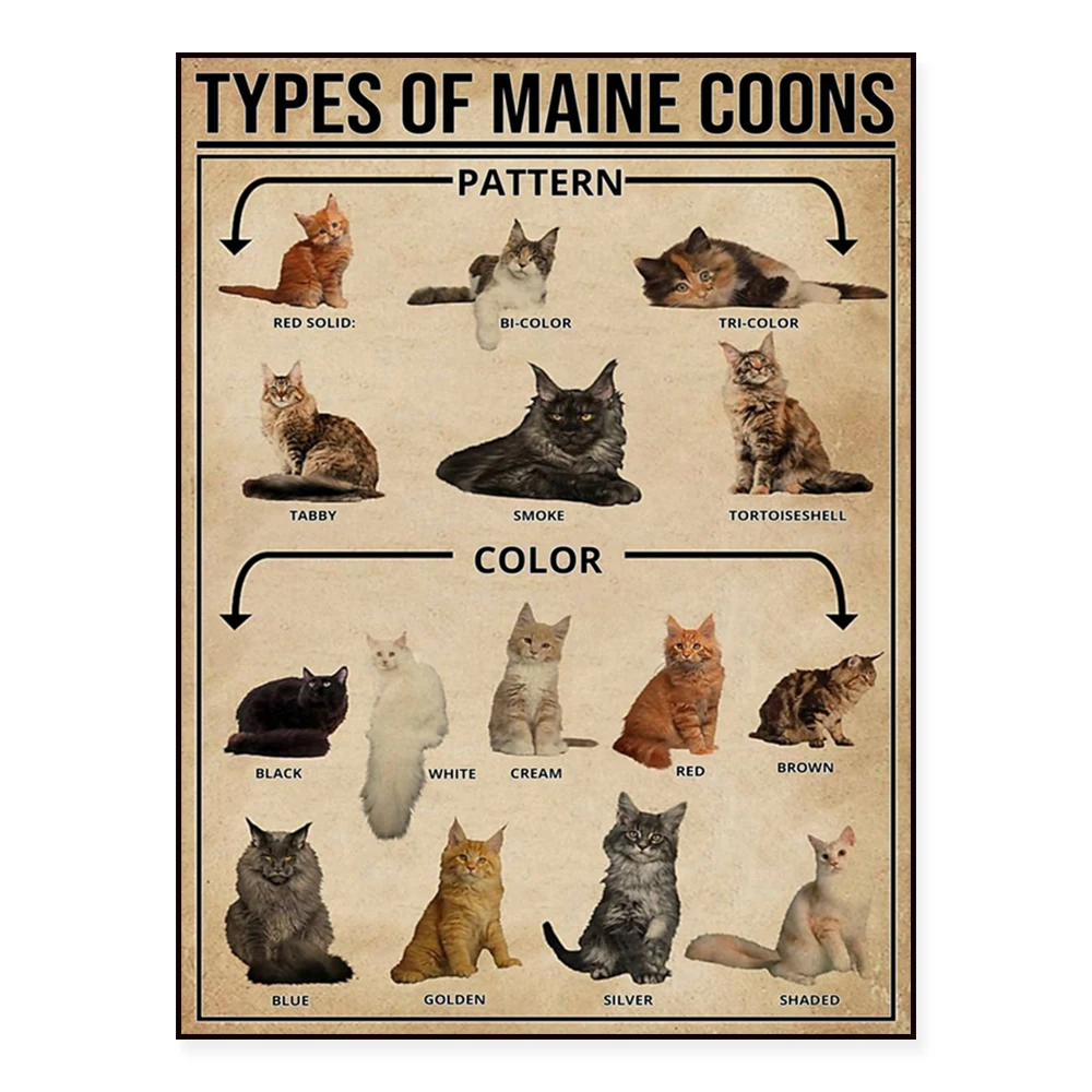 Connaissance du Corgi, affiche des amoureux du Corgi, types d'affiche du connaissance du chat du Maine Coon, affiche du Maine Coon, affiche du connaissance du chat