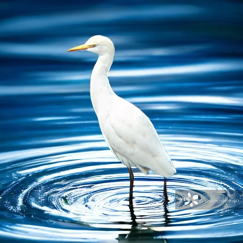 

Hobbywing LCD Program Box Pro | 1-8S LiPo OTA Firmware Update for PLATINUM/XERUN/EZRUN/Seaking Pro ESC