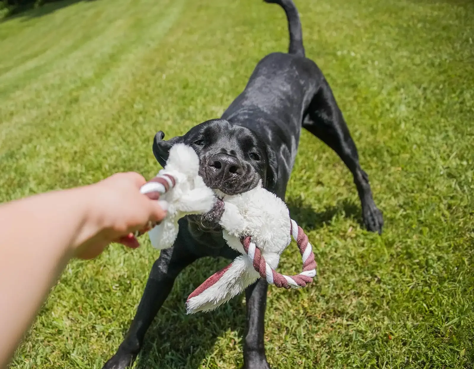 Уютный приятель с веревочной игрушкой для собаки, тянущим и мятым животным