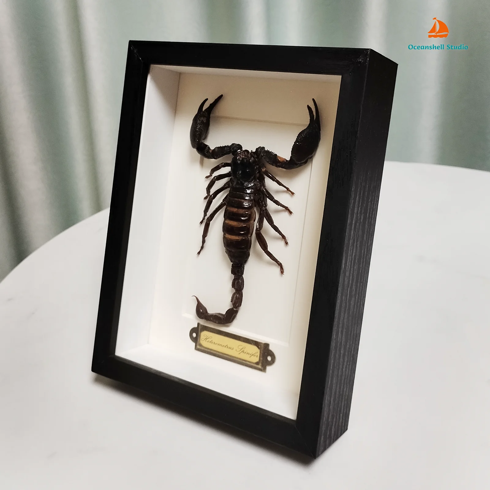 Real Forest Scorpion Taxidermy Framed Authentic Preserved Insect Bug Specimen in Shadow Box Unique Collectors Home Decor Gifts