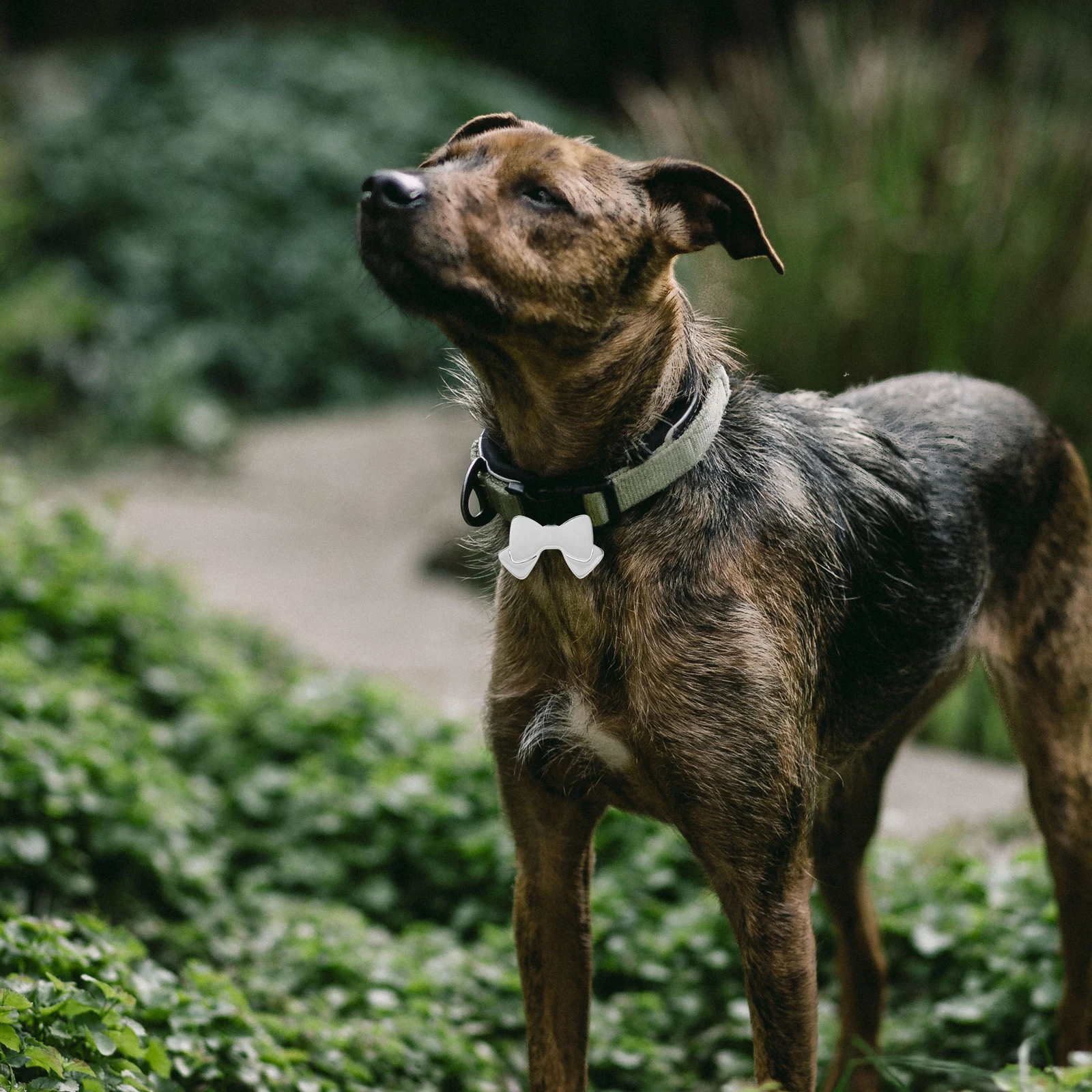 

10Pcs Dog Tag Bow Shaped Pet Pendant Stainless Name Id Tag for Dogs Cats Puppies Small Pets Pet Name Tags