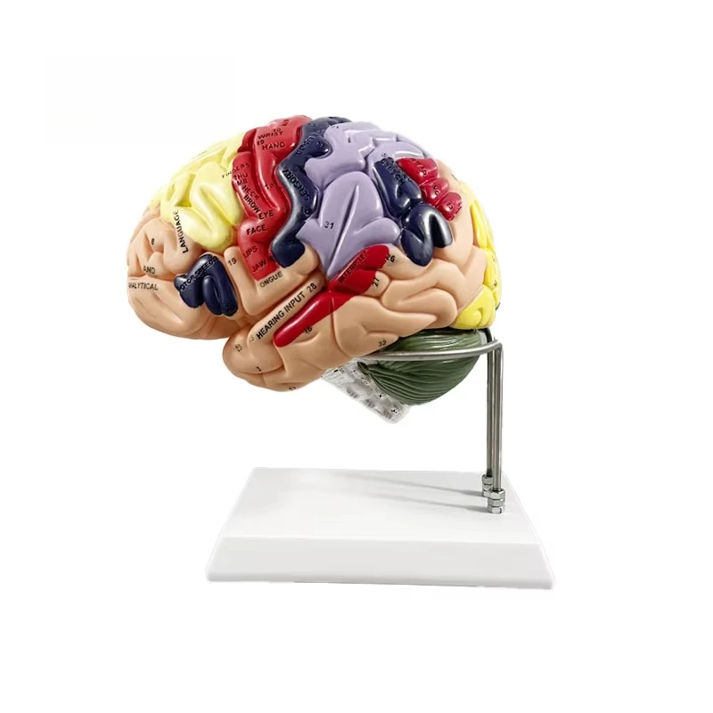 Medical Science Human Anatomy Model – 4-Part Brain Nerve & Functional Partition Structure Model, 2X Magnified Size
