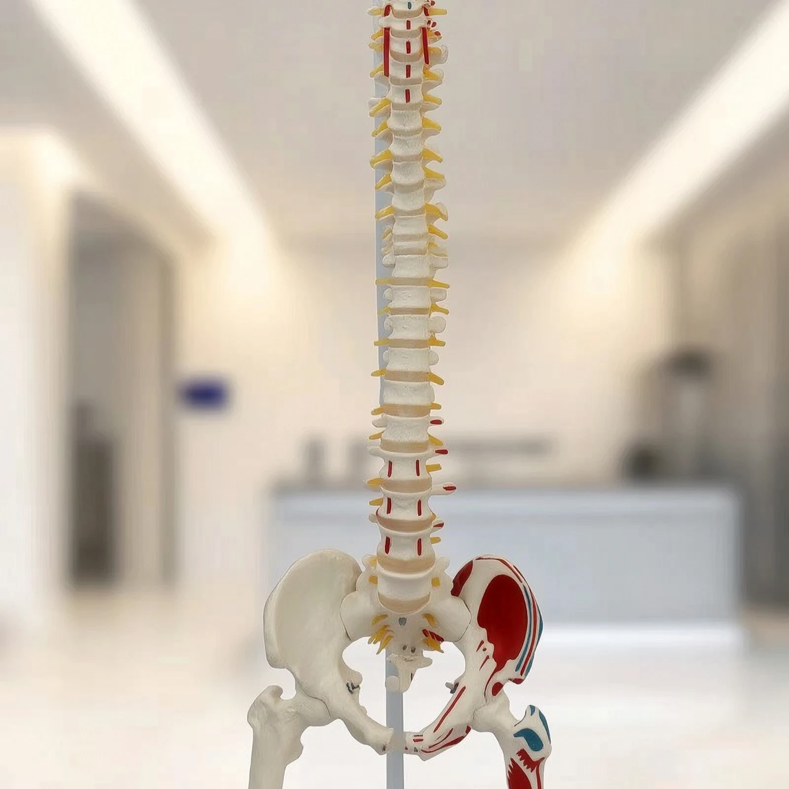 Anatomical Spine Model with Femur Detailed Spine Model with Pelvis Realistic Accurate for Medical Students, Classroom