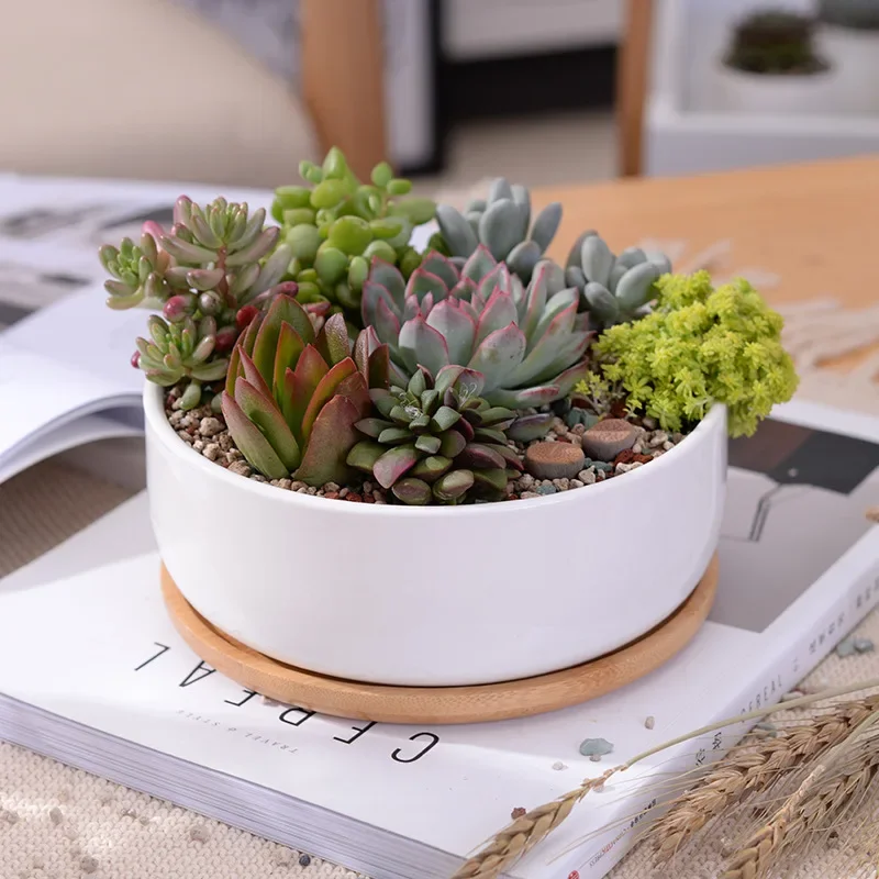Round White Ceramic Succulent Planter Pot Decorative Cactus Plant Pot Flower Container with Bamboo Tray Home Office Decoration