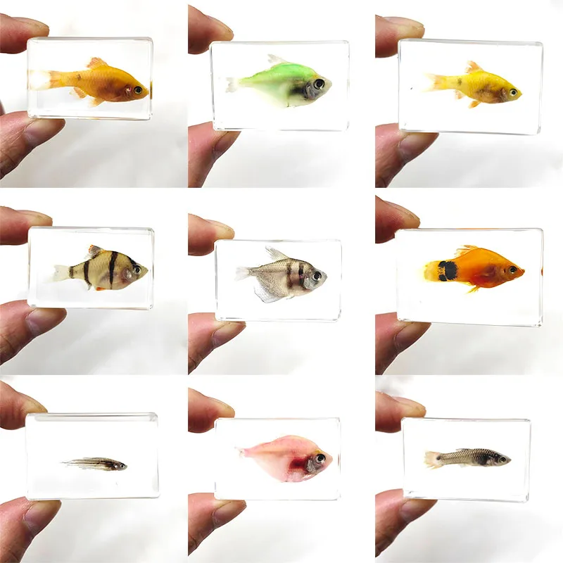 Small Fish Specimen Fixed in Resin, Really Landscape Fish Specimen Suitable for Desk Ornament Birthday Small Gift 44mm/1.73in