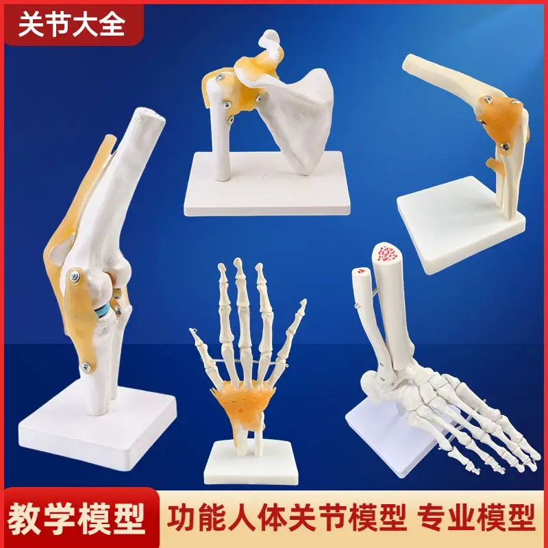 Human Knee Joint Functional Model: Shoulder, Elbow, Hand, Foot, Hip, Movable Bone Model