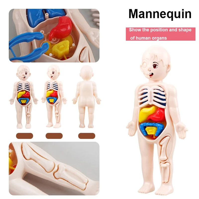 13Pcs Set Montessori Toys Kid Science Education Human Body Organ Anatomy Model DIY Assembled Medical Toys Teaching Tools Gift