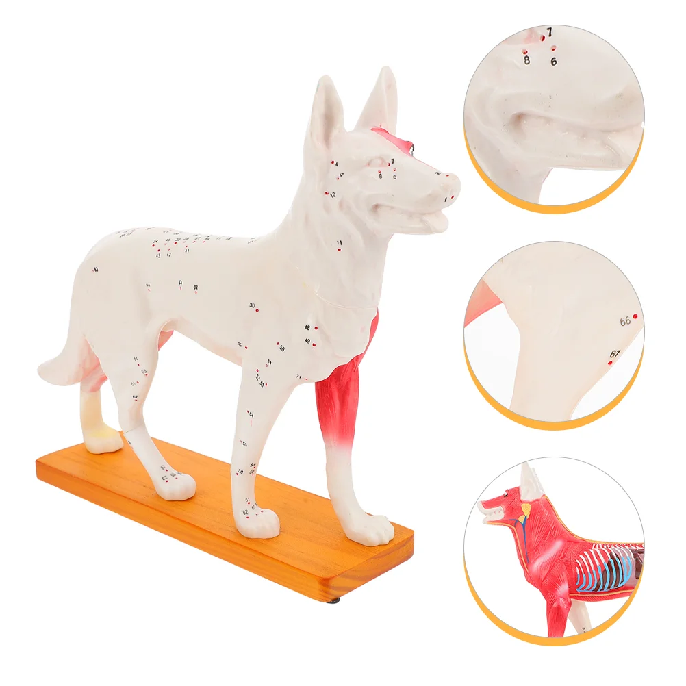 

Canine Veterinary Prime Anatomical Dog Model Acupuncture Point Model for Learning Teaching Labs