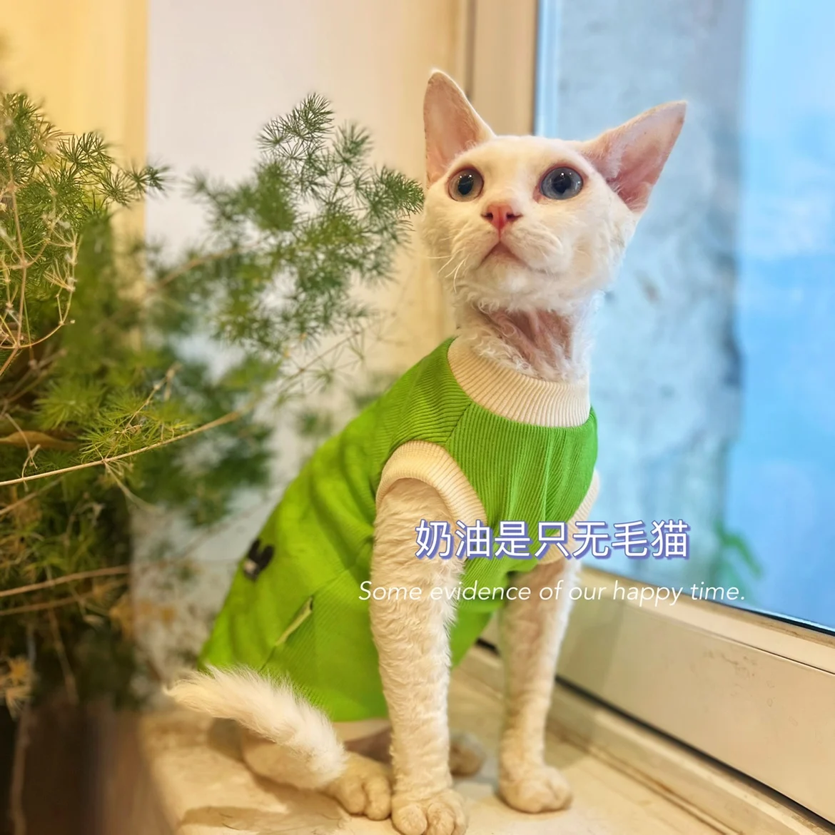 Green Cotton Shirt for Sphynx Cat Soft Sleeveless Jumpsuit for Kittens Summer Vest For Devon Rex Spring Coat for Hairless cat