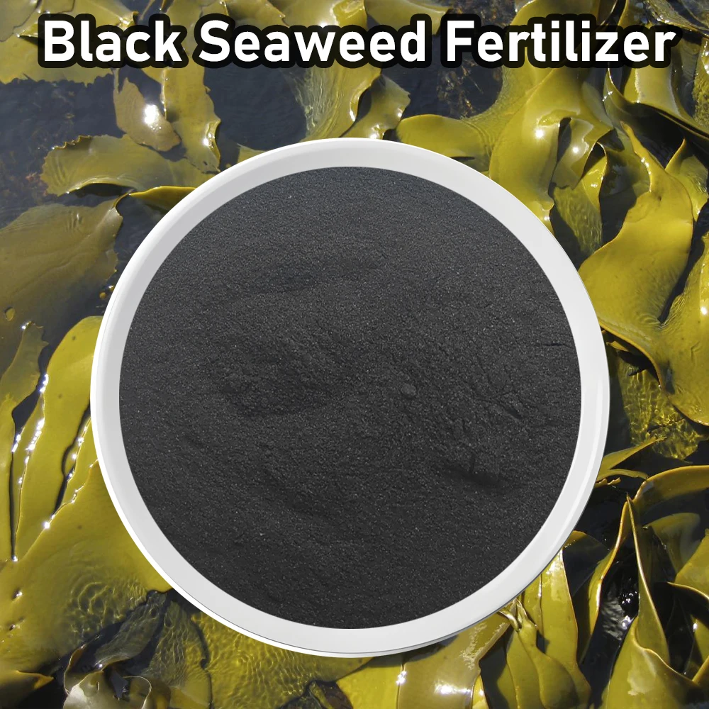 50 g de fertilizante orgánico de algas negras de primera calidad: nutrientes vegetales totalmente naturales, rico en minerales, aumenta el suelo y el rendimiento, respetuoso con el medio ambiente