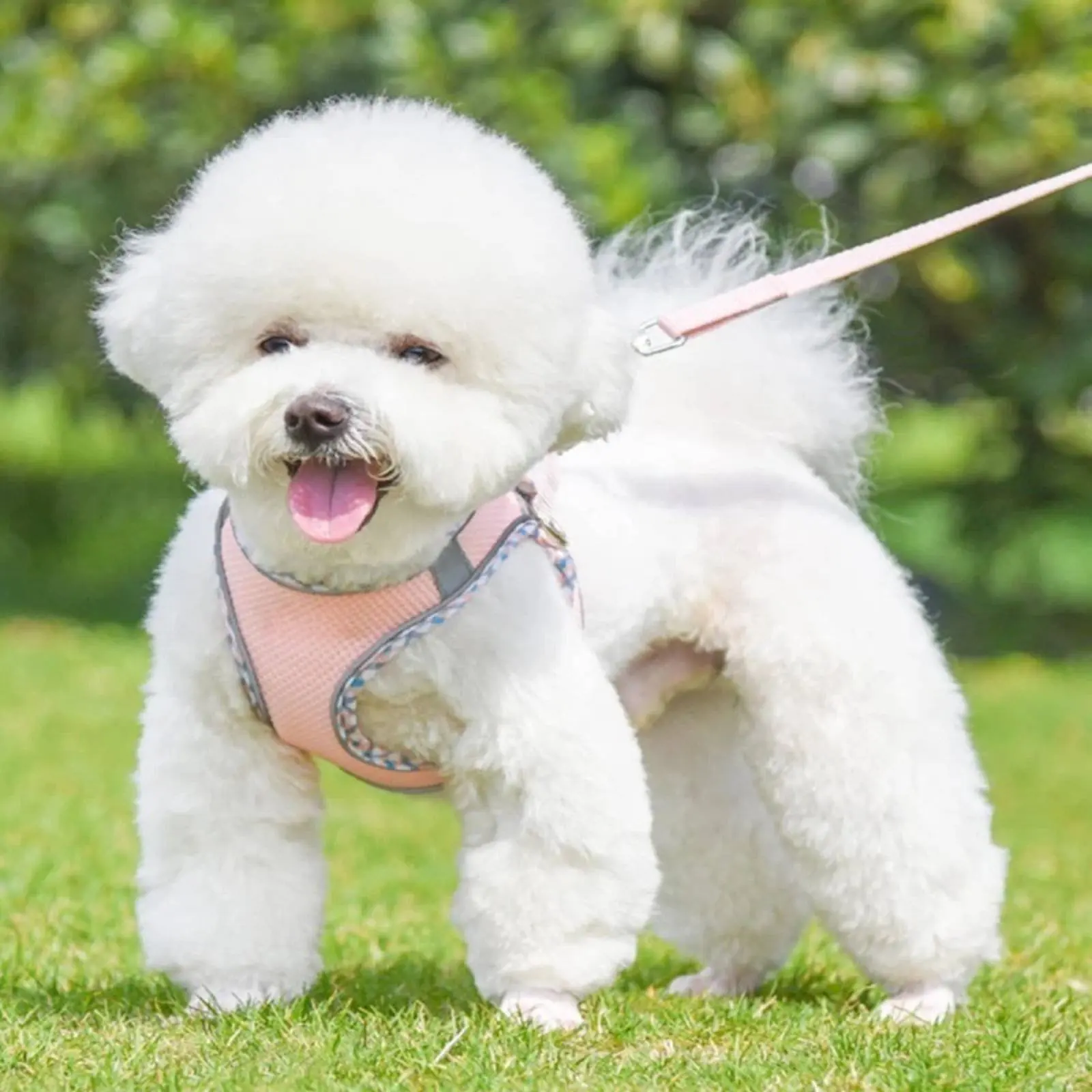Dog Harness and Leash Set Easy-Release Buckle Walk-in Puppy Harness Breathable Mesh Pet Vest Non-Stick Hair Closure for Outdoor
