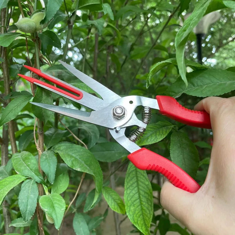 Fruit Tree Scissors Flower Thinning Scissors Double Edged Double Mouth Pear Scissors Kiwifruit Thinning Scissors Thinning