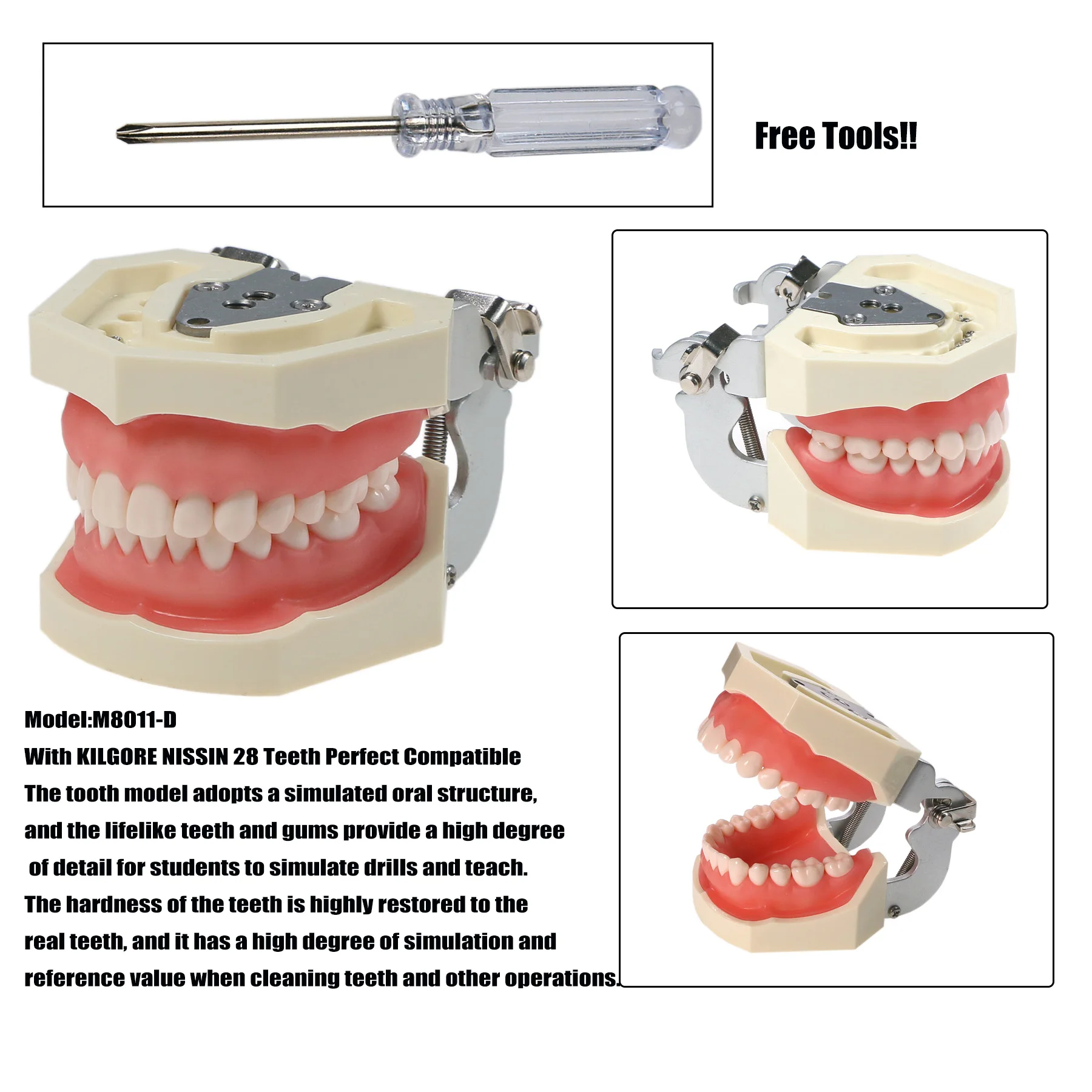 Dental Technician Practice Training Typodont Teeth Model   Kilgore Nissin 28 Teeth with Soft Gum M8011-D M8024