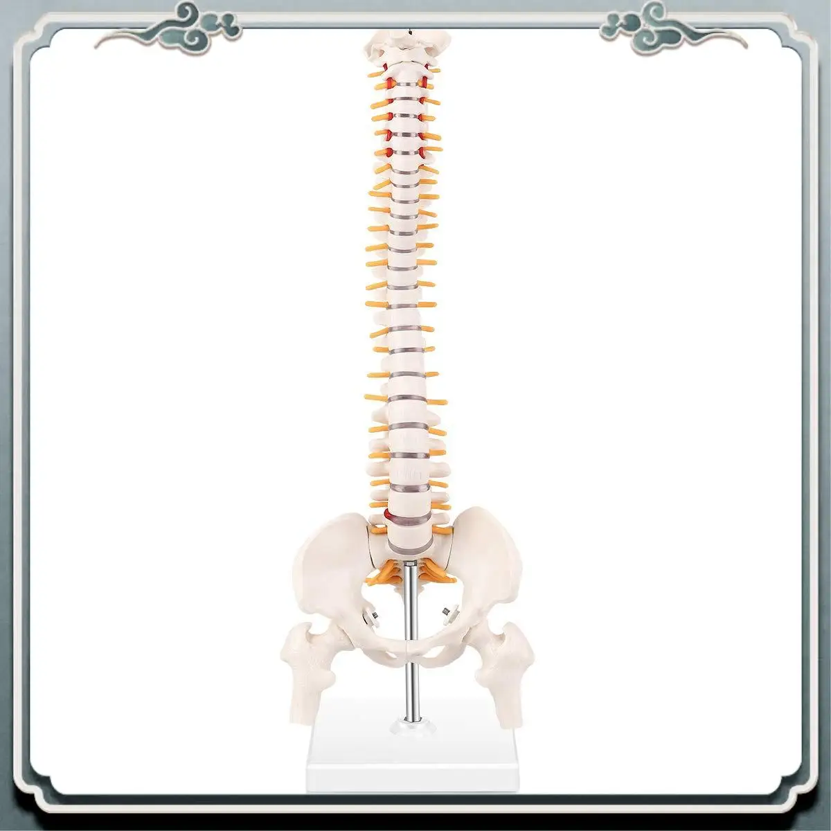 

Premium Miniature Spine Anatomy Model, 15.5Inch Mini Vertebral Column Model With Spinal Nerves, Pelvis, Femur, Mounted On A Base