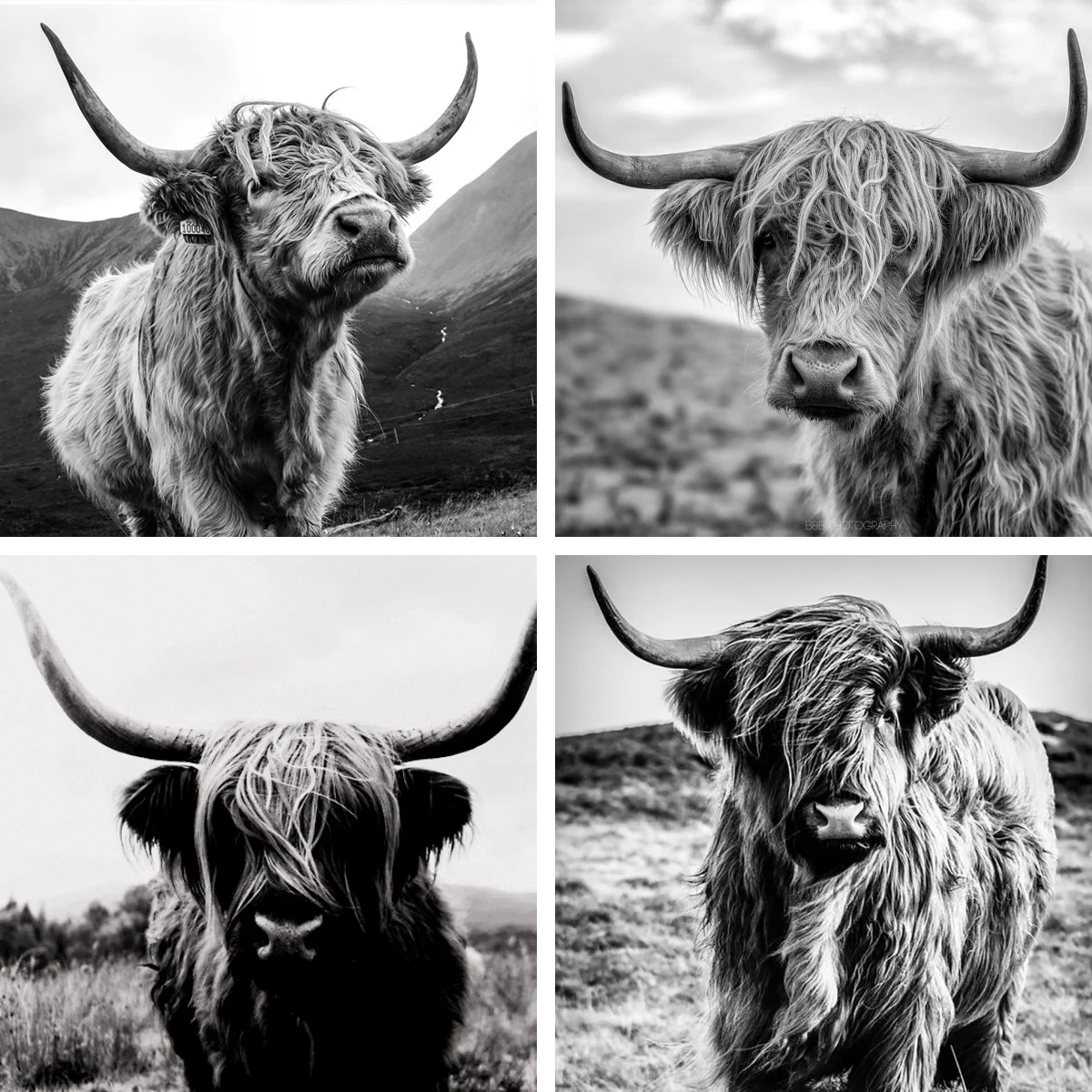 

Black and White Highland Cow Pictures Full Diamond Mosaic Painting Kits 5d Diy Farmhouse Decor for Bedroom Office Living Room