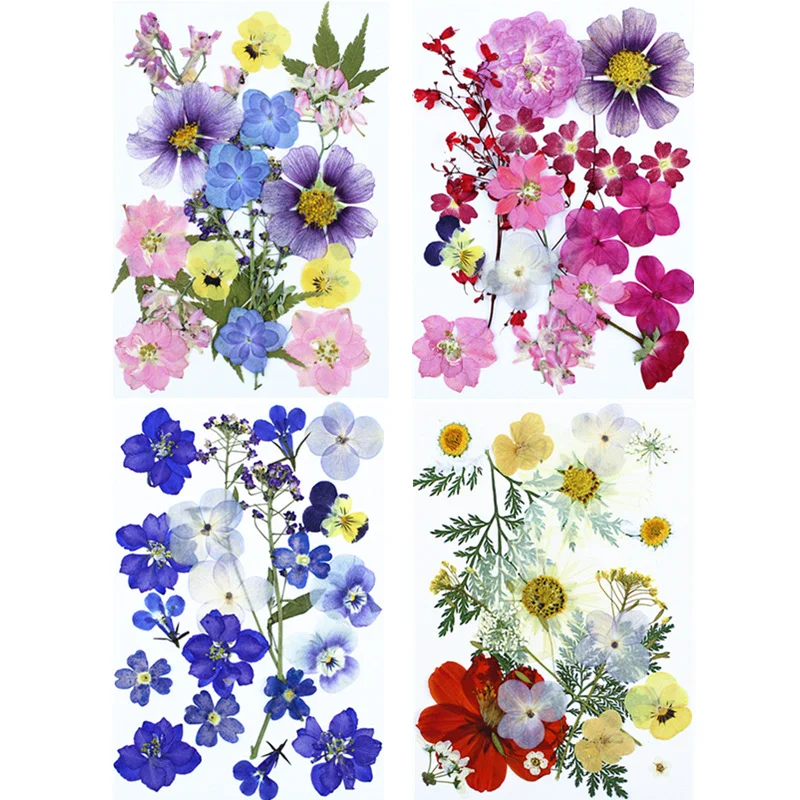 Natural Real Flower Pressed Fl - Pressed Flower Frame ulasan dan harga