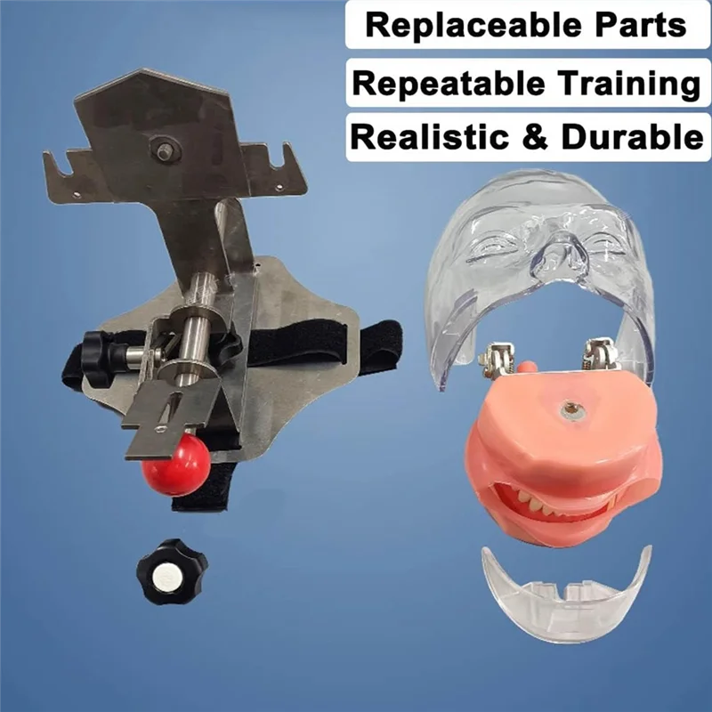 ABUU- Simulator Mannequin-Head,  Teaching-Head Model Fix On Chair With Removable Teeth, Typodont Teeth Model