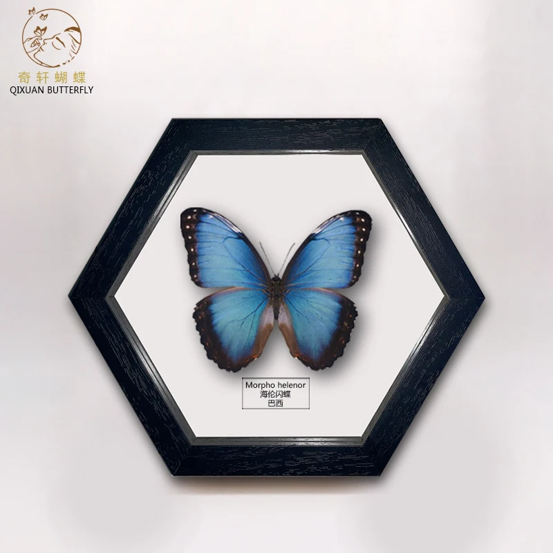 

Real Butterfly Specimen Morpho Helenor European Style Immortal Flower Birthday Gift Boutique Commemorative Ornaments