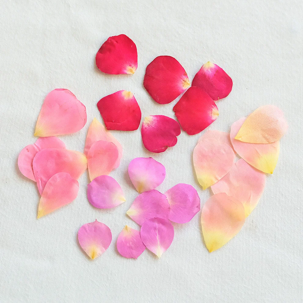 

100 Pieces of Rose Petals Mixed Colors Natural Real Flowers Dried Flowers DIY Handmade Resin Scented Candles Phone Case Beauty Stickers Decorations
