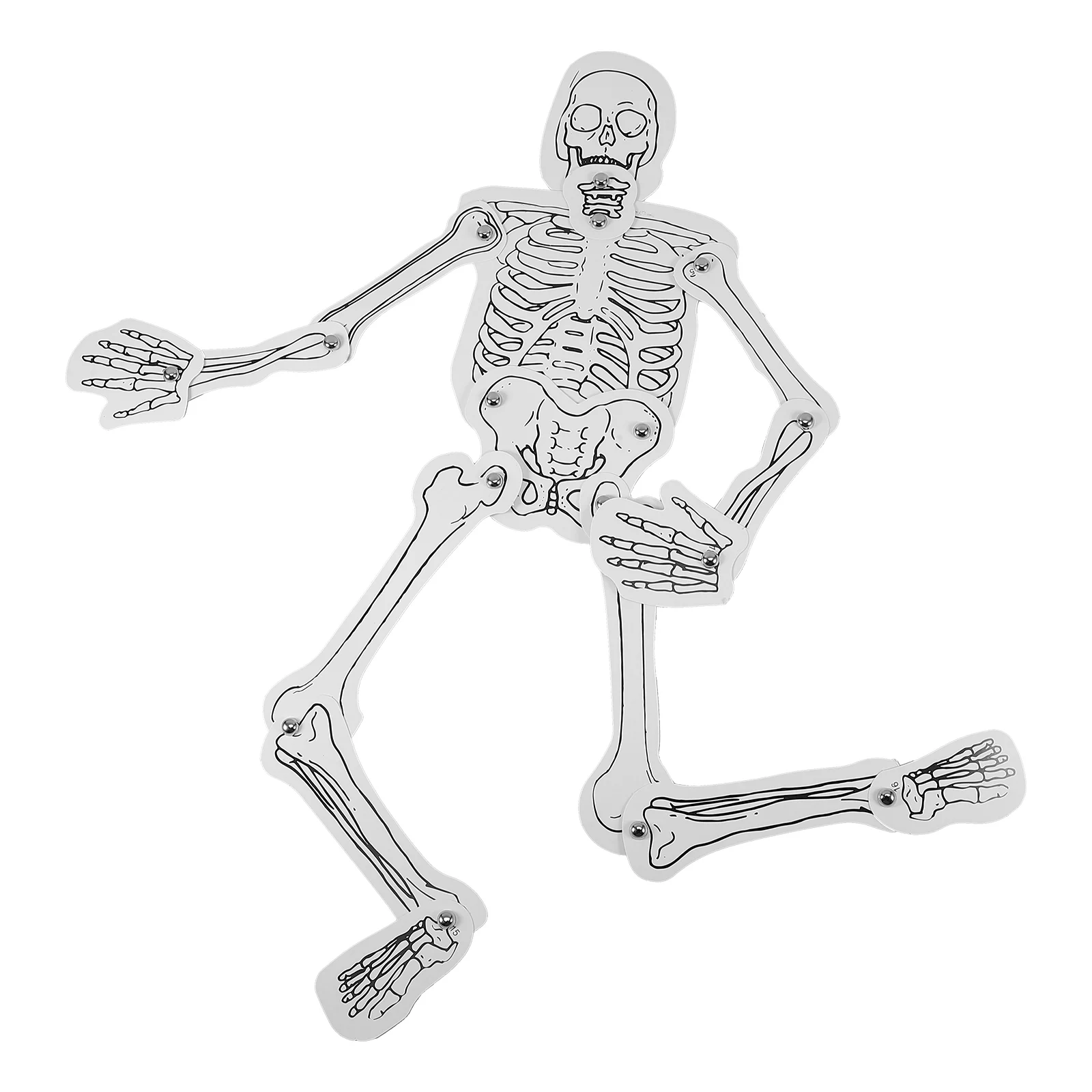 

Bones Assembly Science Kits Human Skeletons Skeletal Cognition Decorate White