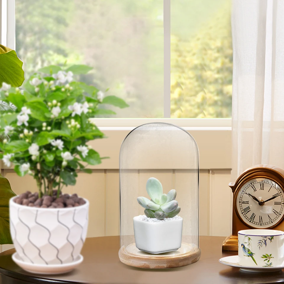 Elegant Glass Display Dome with Wooden Base