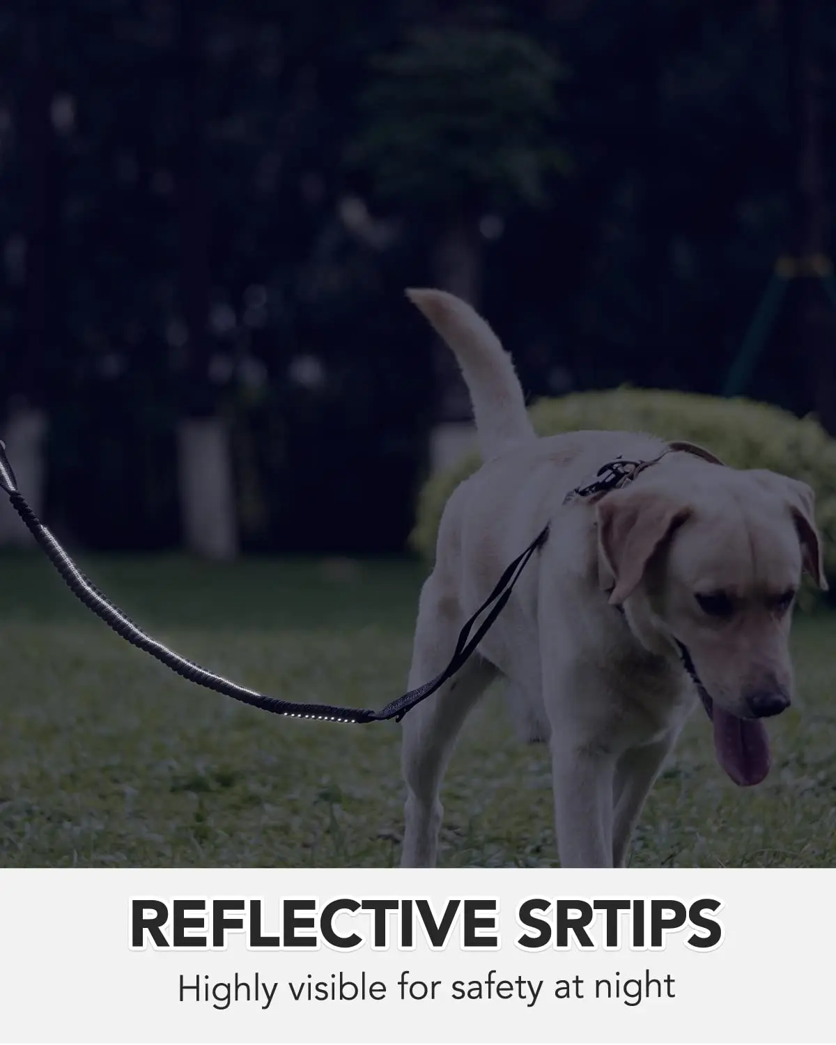 Robuste Hundeleine mit elastischem Bungee für mittelgroße und große Hunde – Stoßdämpfung und Sicherheitsclip im Lieferumfang enthalten – Detail 6