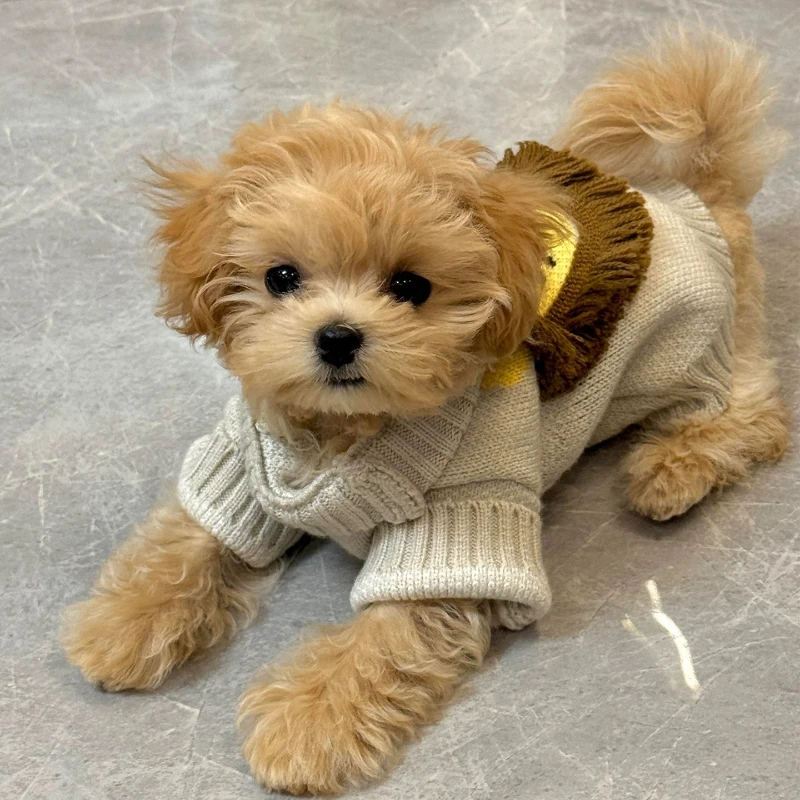 

Теплый свитер со львом, одежда для кошек и собак, осенне-зимняя утолщенная защита от холода, средние и маленькие свитера с плюшевым мишкой для собак, домашние