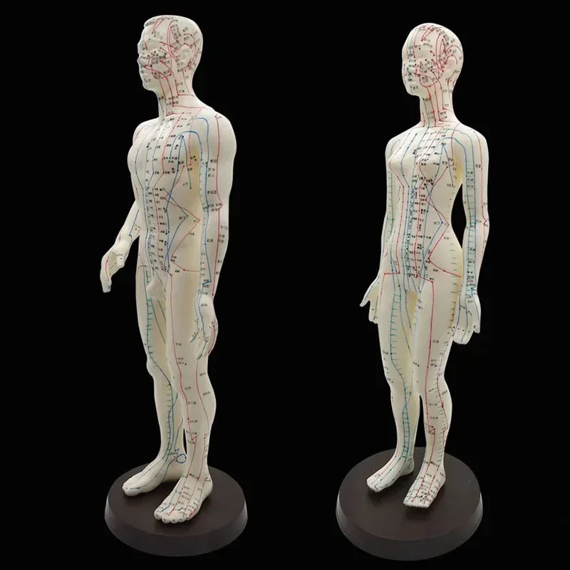 Modèle d'acupuncture avec points chinois et base en PVC, modèle de point d'acupuncture du corps humain féminin et masculin, 50cm