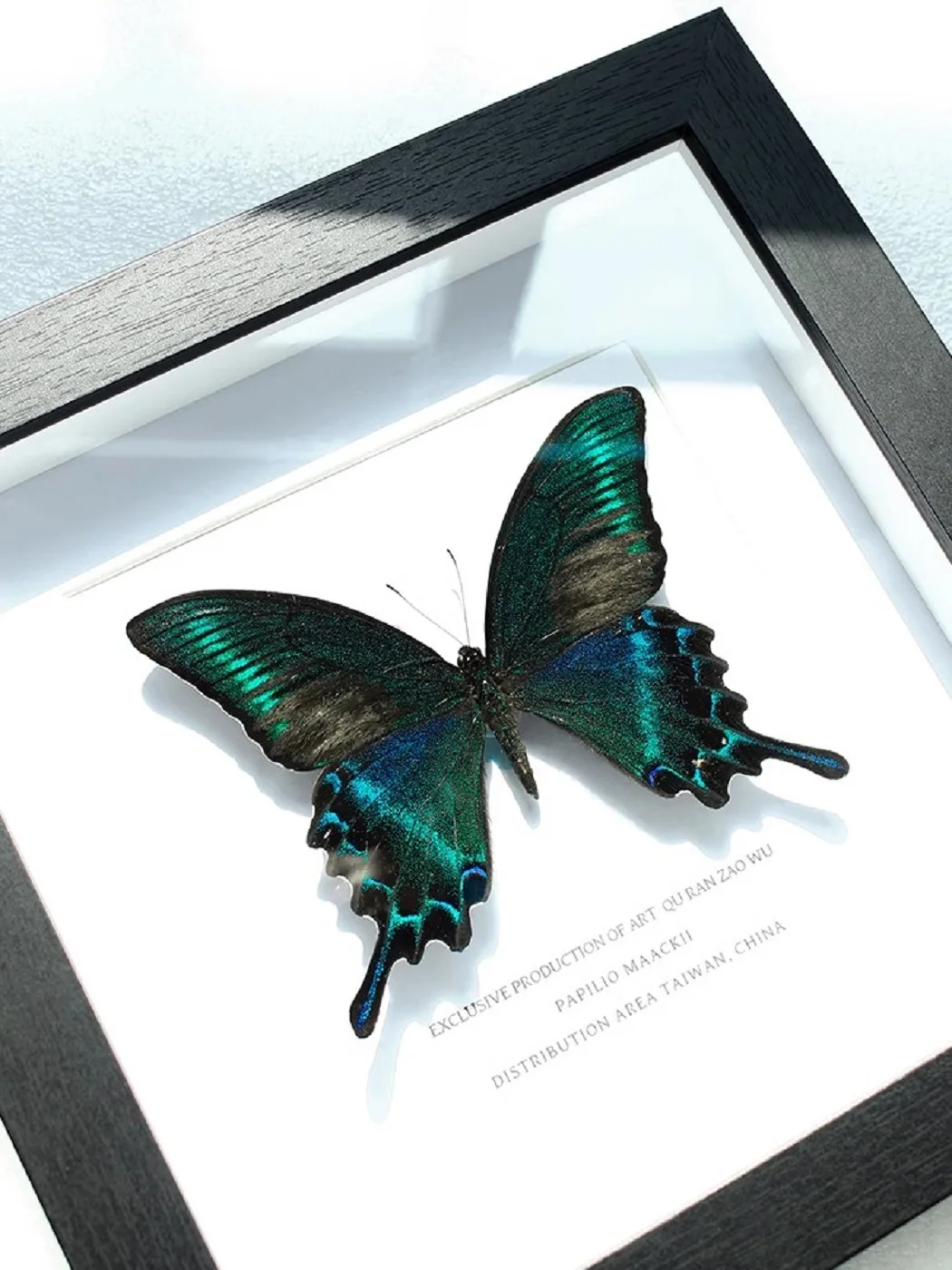 Real Butterfly Specimen Display Box  Hanging Picture Decoration Painting  Rare Birthday Gift  Ornament  Finished Product, 7