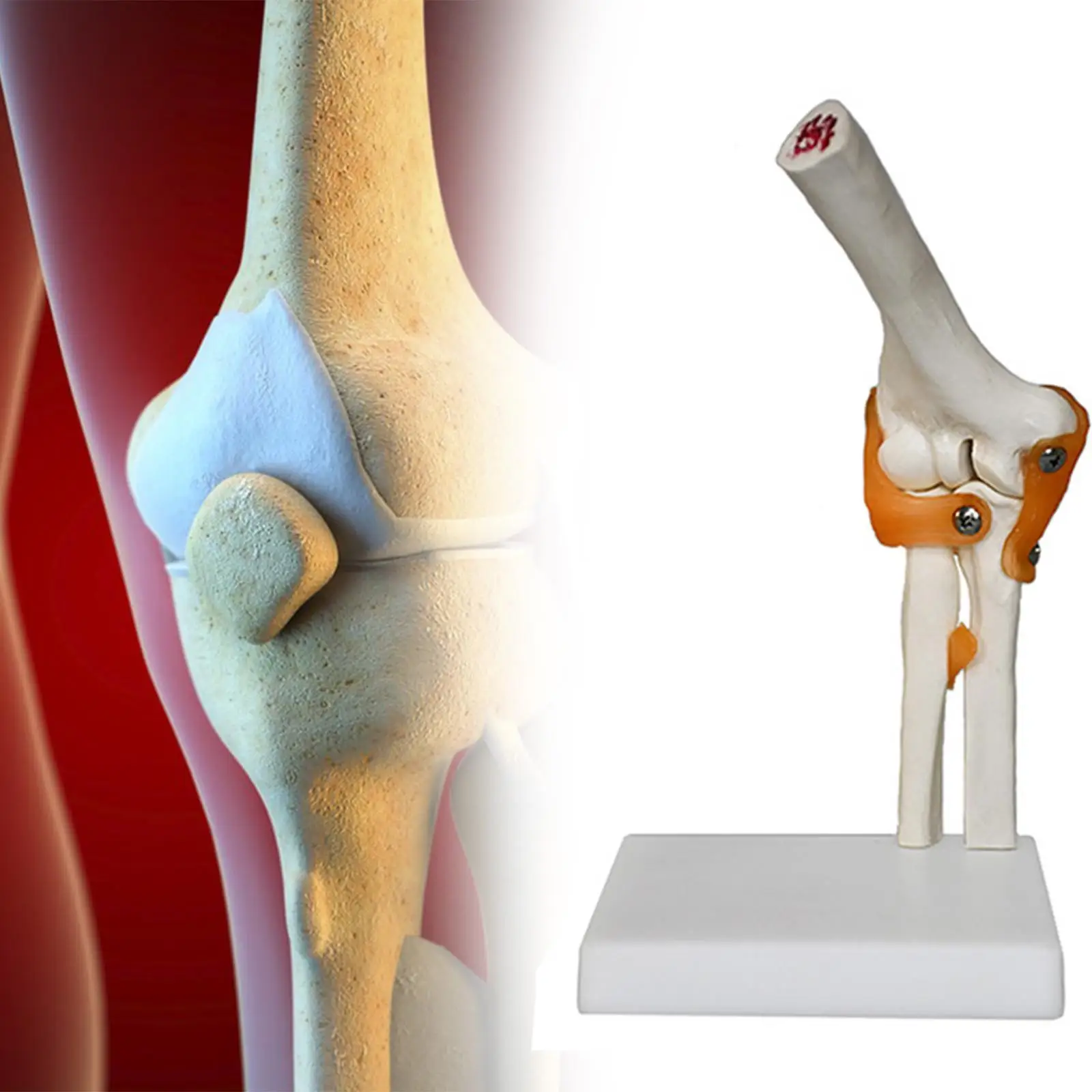Модель локтевого сустава человека, медицинский легкий обучающий инструмент, образовательный прочный с связками, реалистичный для демонстрации исследований, науки